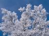 Snow Branches, Minnesota